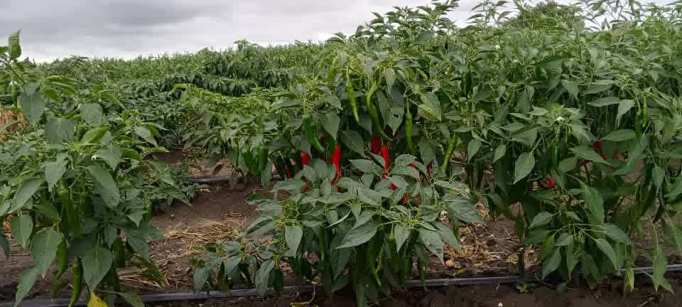 Kenyan smallholder farmer working in the field