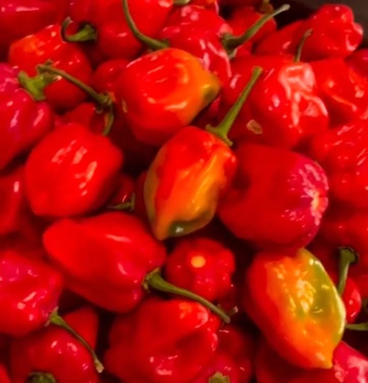 Habanero — Fresh Red